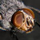 Illustration for article titled Shooting Challenge: Bugs 2